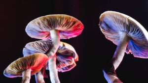 Psilocybin Retreats